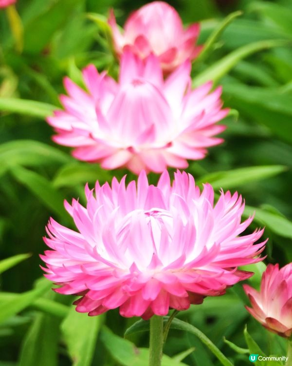 香港花卉展覽 花花世界