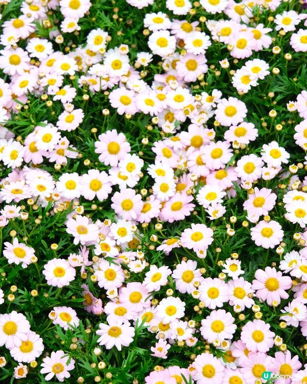 香港花卉展覽 花花世界