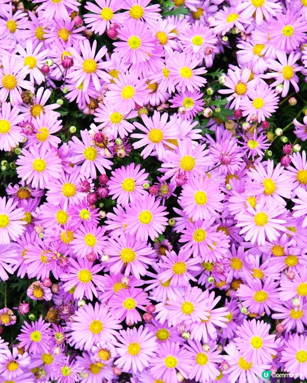 香港花卉展覽 花花世界