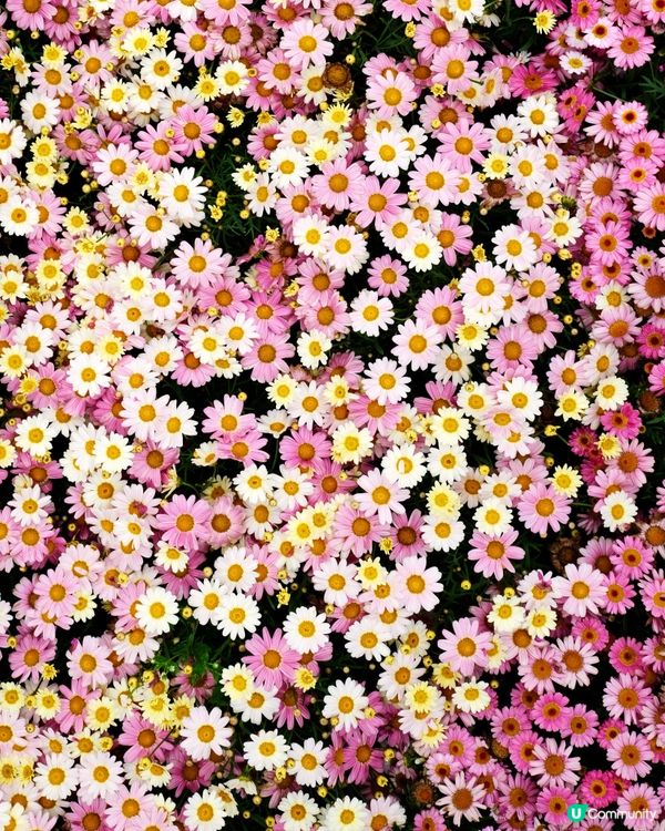 香港花卉展覽 花花世界