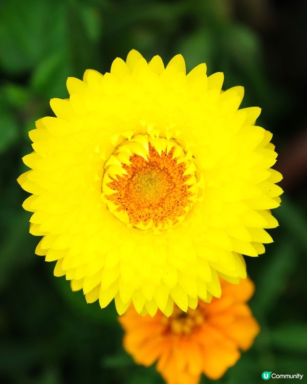 香港花卉展覽 花花世界