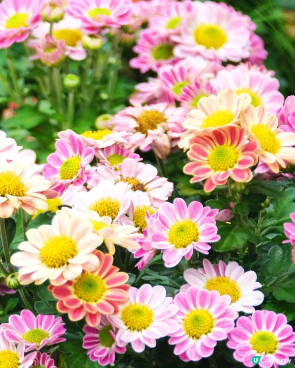 香港花卉展覽 花花世界