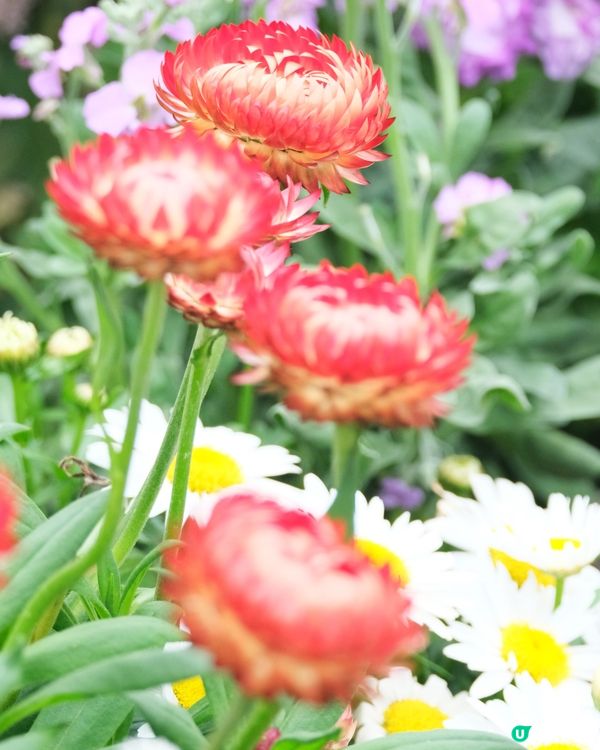 香港花卉展覽 花花世界