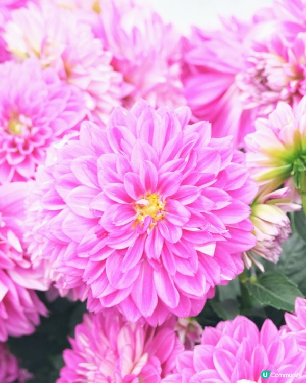 香港花卉展覽 花花世界