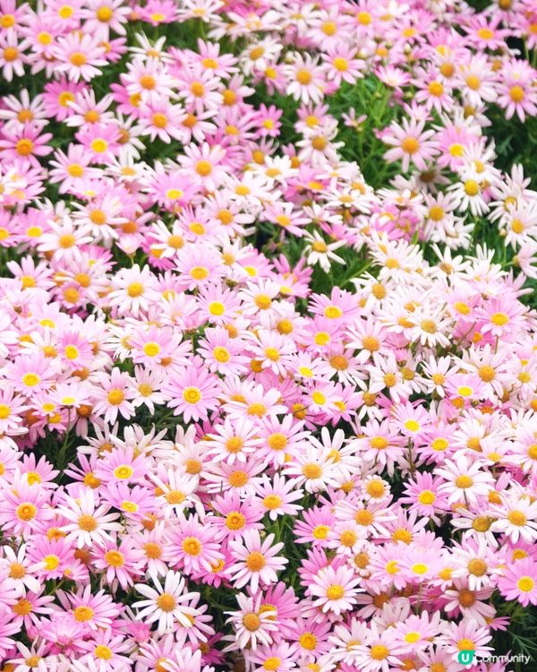 香港花卉展覽 花花世界