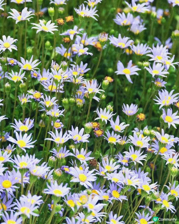 香港花卉展覽 花花世界