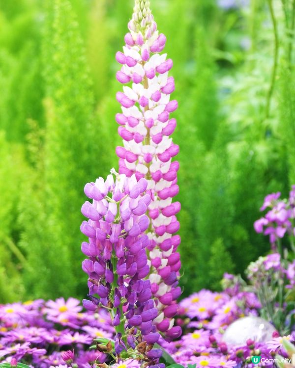 香港花卉展覽 花花世界