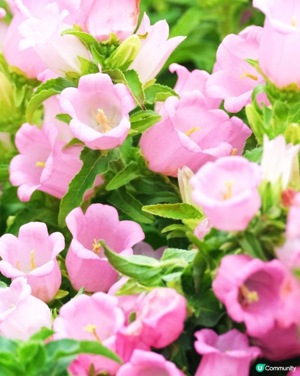 香港花卉展覽 花花世界