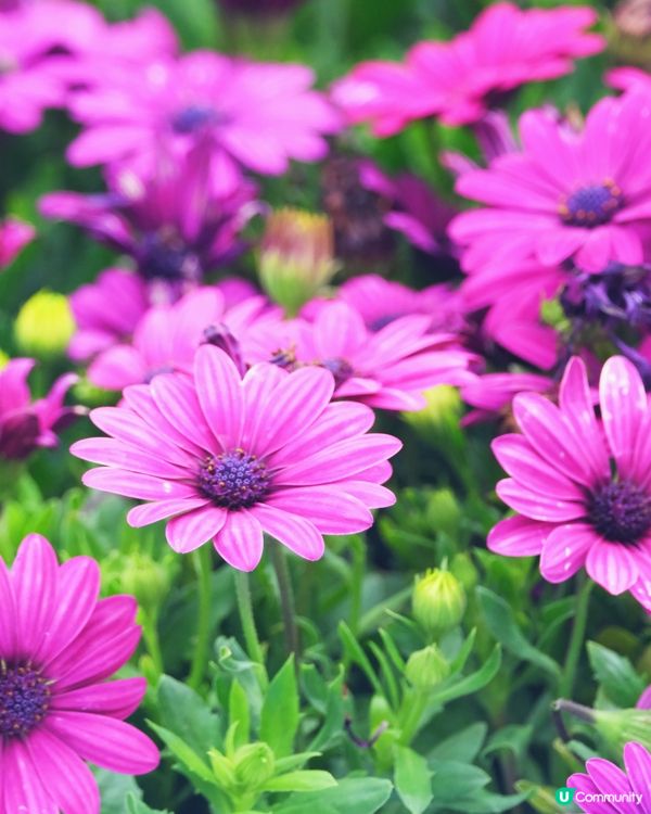 香港花卉展覽 花花世界