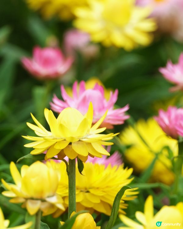 香港花卉展覽 花花世界