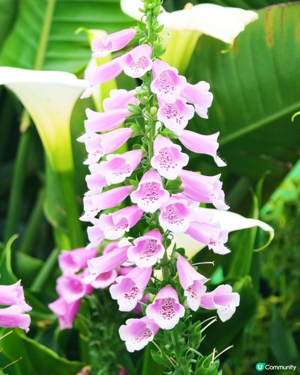 香港花卉展覽 花花世界