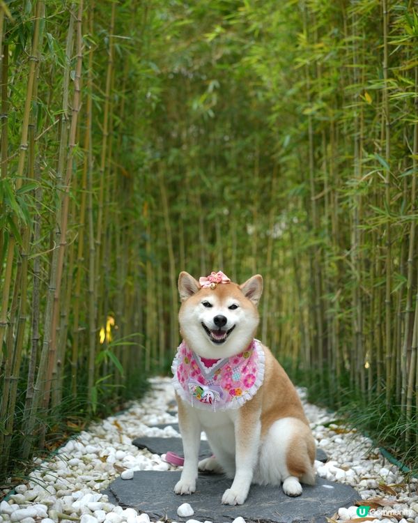 🇯🇵週末好去處·港版嵐山🎋