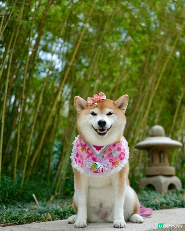 🇯🇵週末好去處·港版嵐山🎋