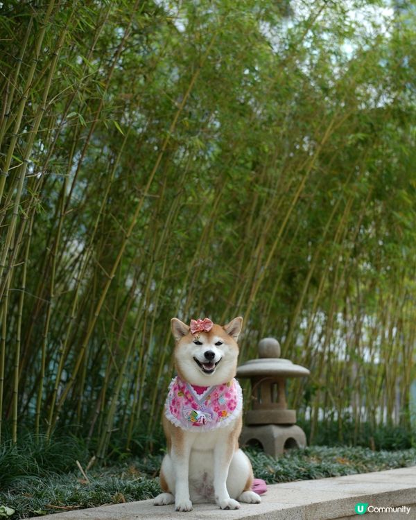 🇯🇵週末好去處·港版嵐山🎋