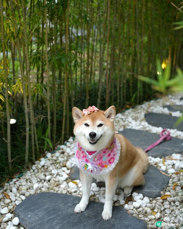 🇯🇵週末好去處·港版嵐山🎋