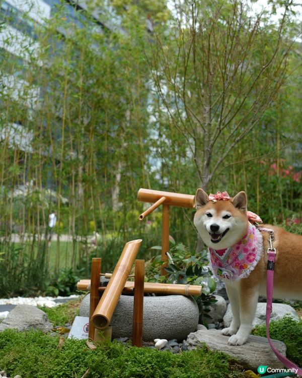 🇯🇵週末好去處·港版嵐山🎋