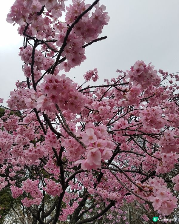 日本櫻花真係超靚 好夢幻 