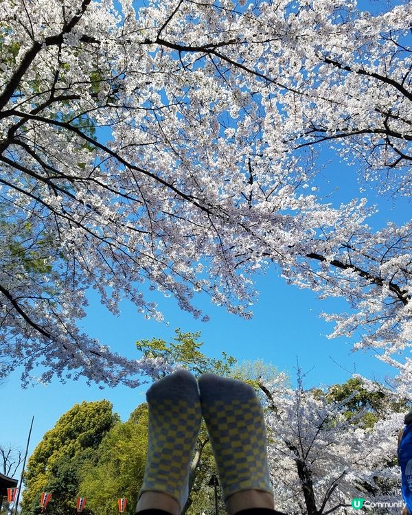 日本櫻花真係超靚 好夢幻 