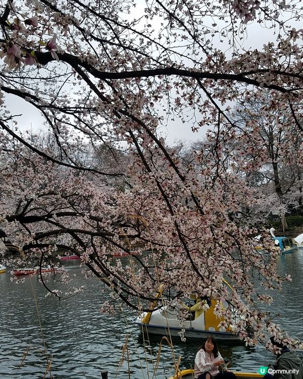 日本櫻花真係超靚 好夢幻 