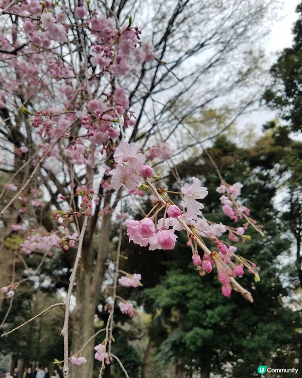 日本櫻花真係超靚 好夢幻 