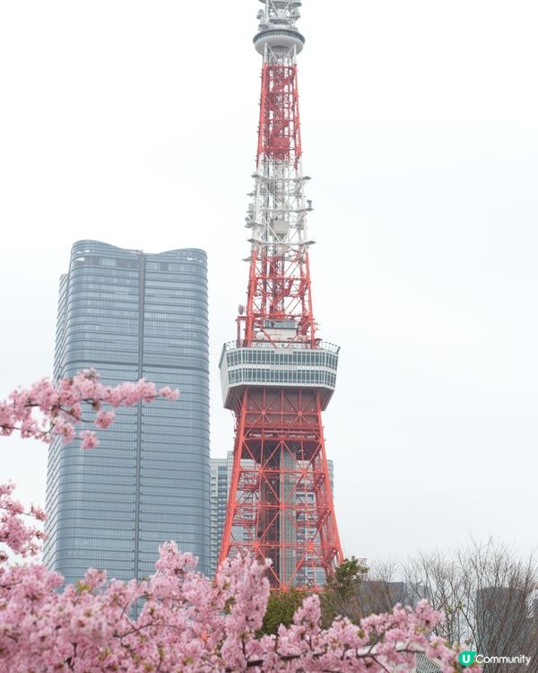 🏃‍♀️ 東京馬拉松衝線！芝公園早櫻📸🌸