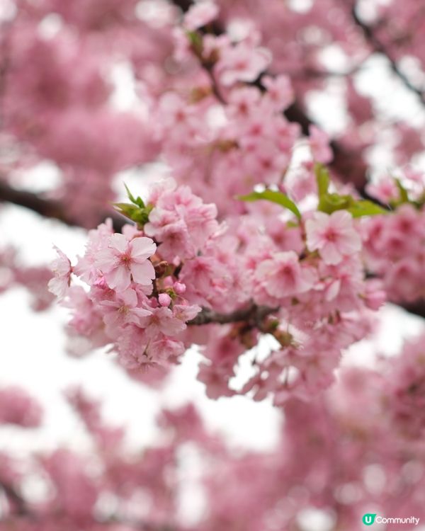 🏃‍♀️ 東京馬拉松衝線！芝公園早櫻📸🌸