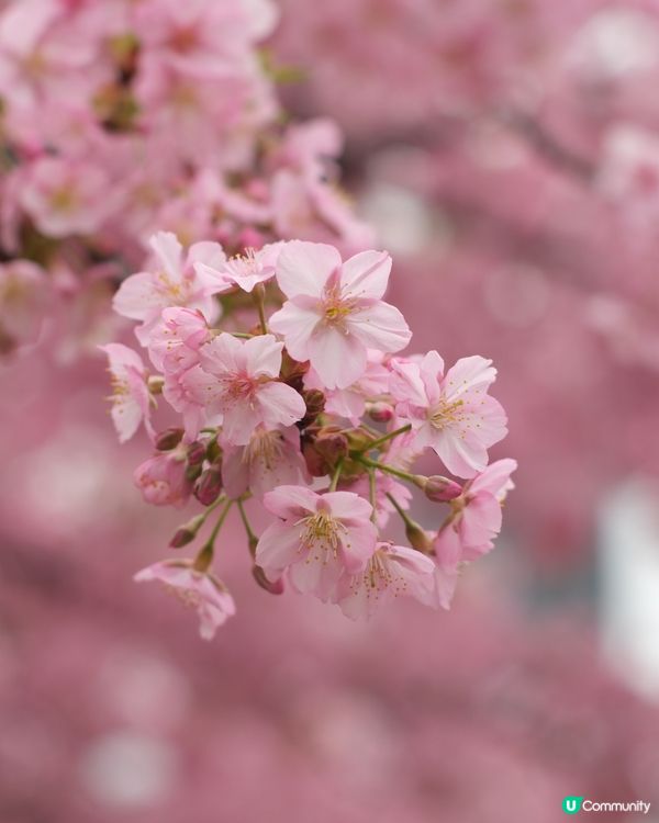🏃‍♀️ 東京馬拉松衝線！芝公園早櫻📸🌸