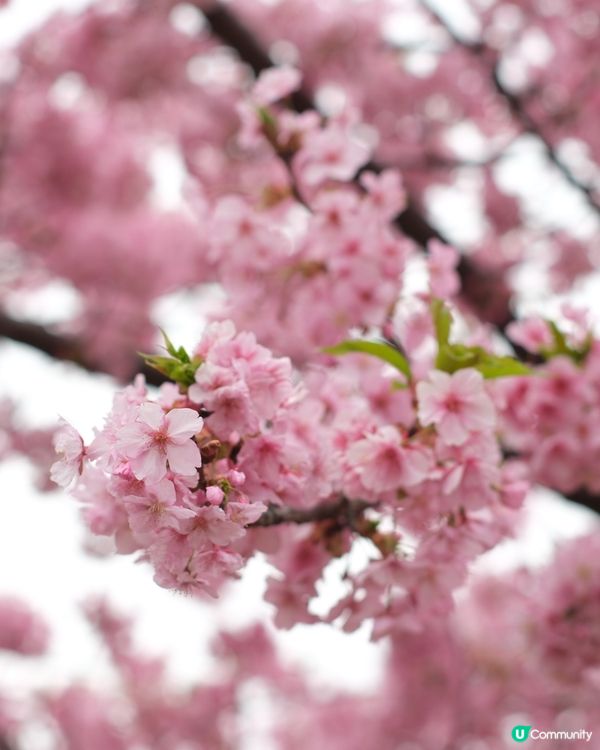 🏃‍♀️ 東京馬拉松衝線！芝公園早櫻📸🌸