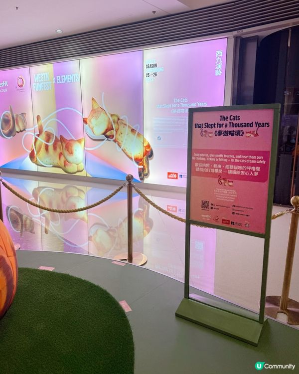藝術節貓咪夢遊展覽✨