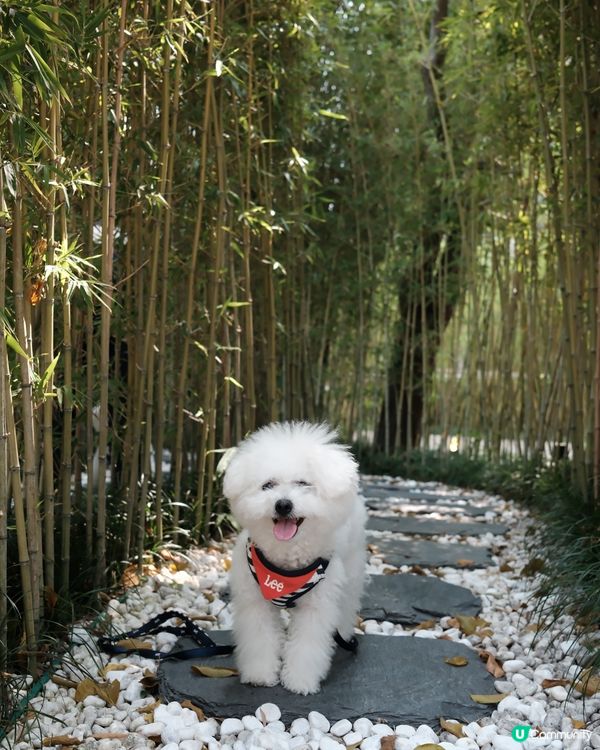 🇯🇵大阪必去的狗狗神社