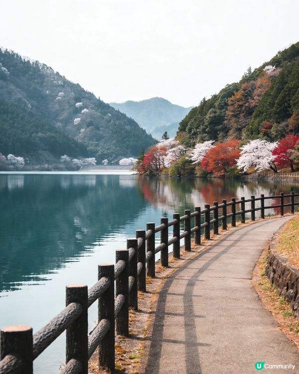 滋賀余吳湖🌊人少景絕💖