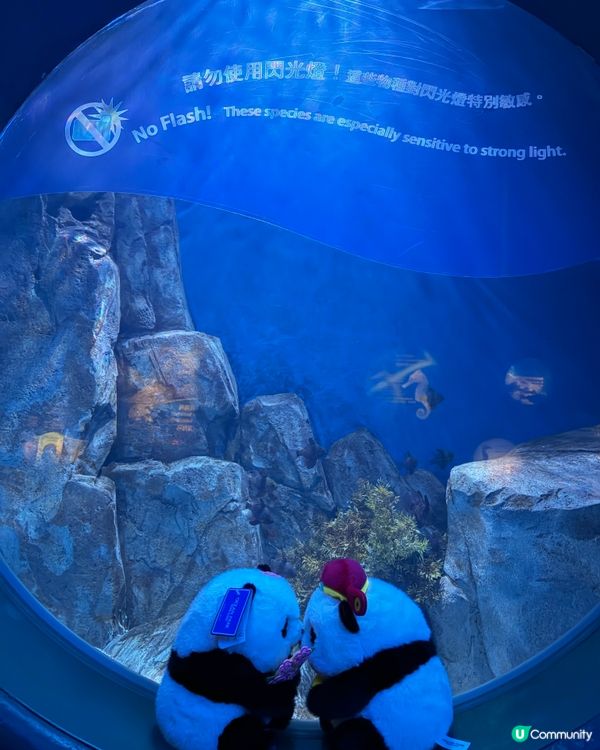 ⭐️同Sanrio角色一齊遊海洋公園