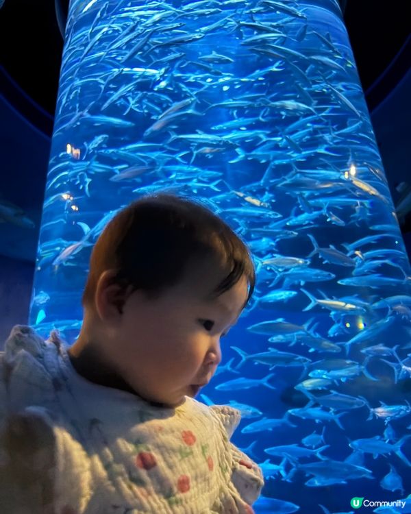 ⭐️同Sanrio角色一齊遊海洋公園