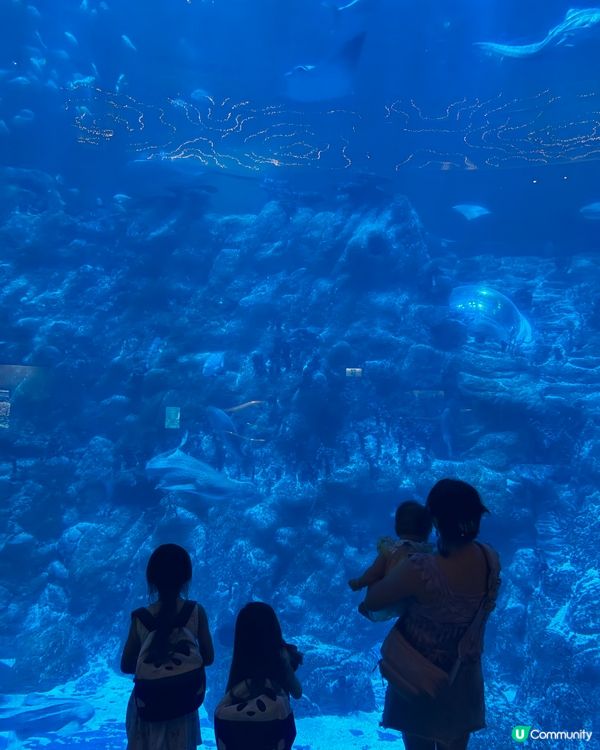 ⭐️同Sanrio角色一齊遊海洋公園