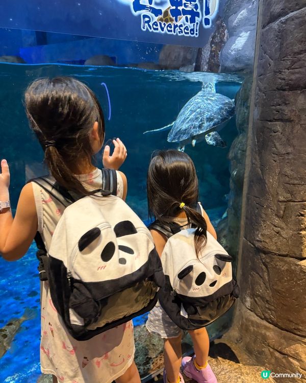 ⭐️同Sanrio角色一齊遊海洋公園