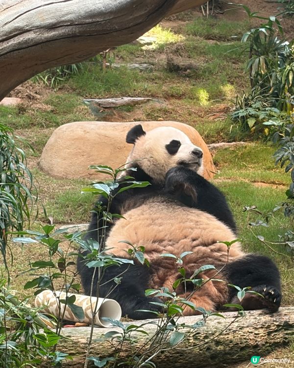 ⭐️同Sanrio角色一齊遊海洋公園