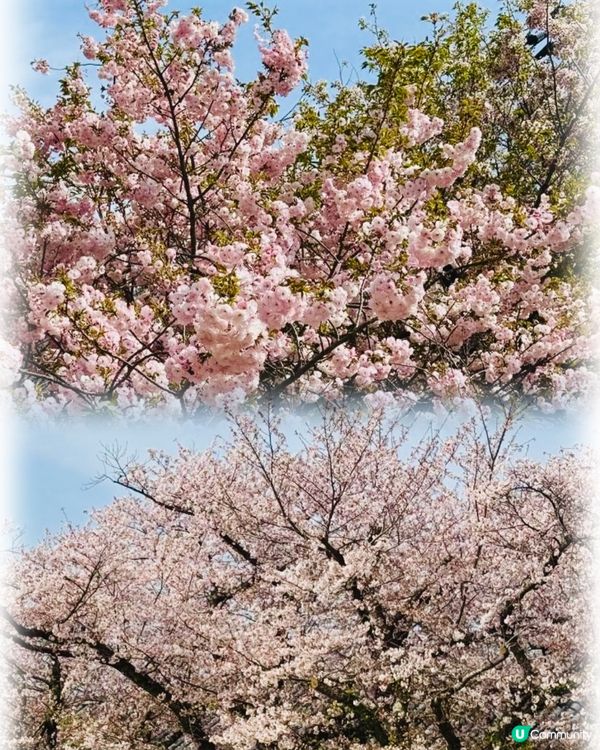 福岡春日賞櫻好去處🌸🌸