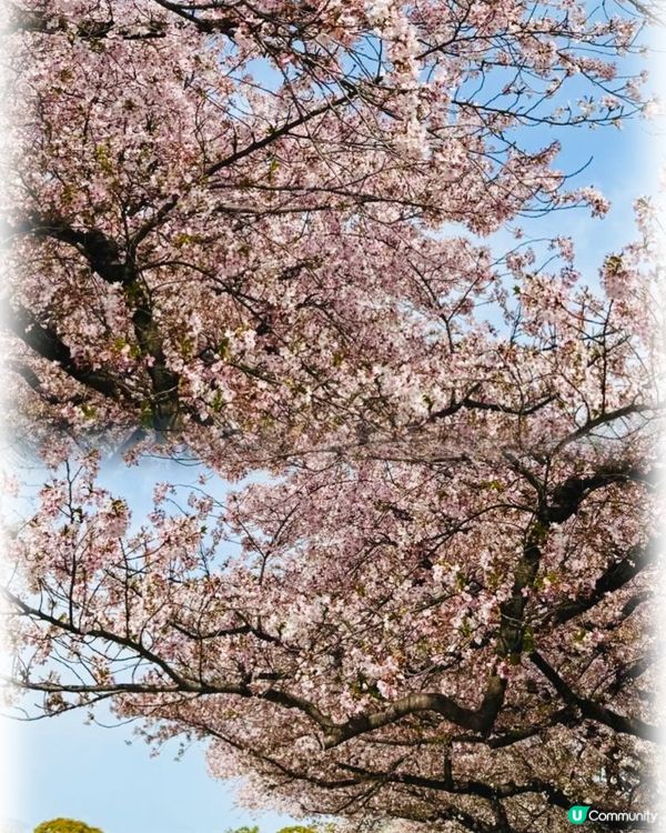 福岡春日賞櫻好去處🌸🌸