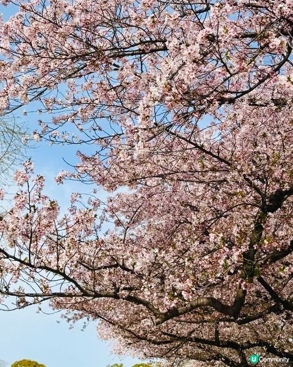 福岡春日賞櫻好去處🌸🌸
