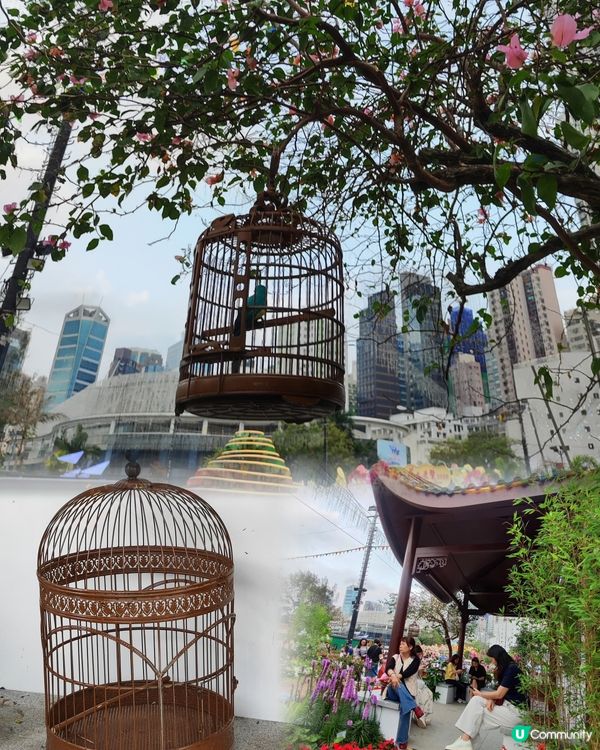 🌷我愛花花🌷之維園花展靚到爆！🌸💜