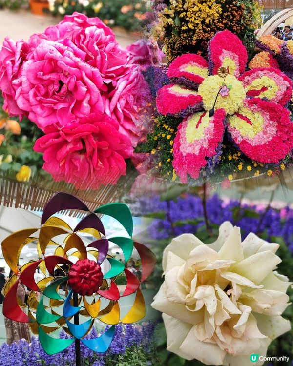 🌷我愛花花🌷之維園花展靚到爆！🌸💜