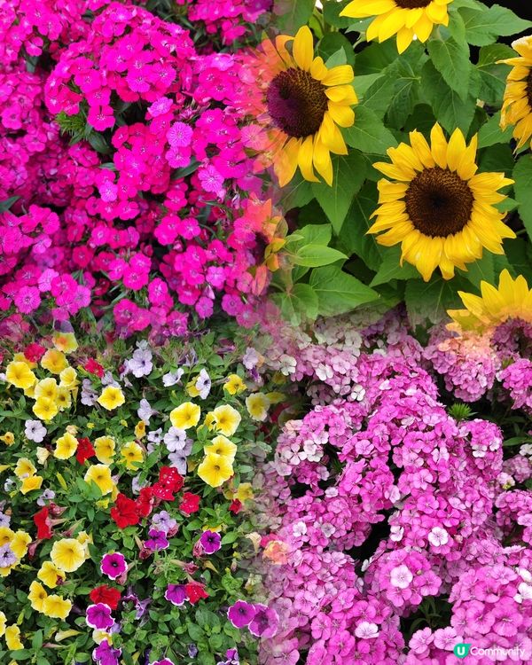 🌷我愛花花🌷之維園花展靚到爆！🌸💜