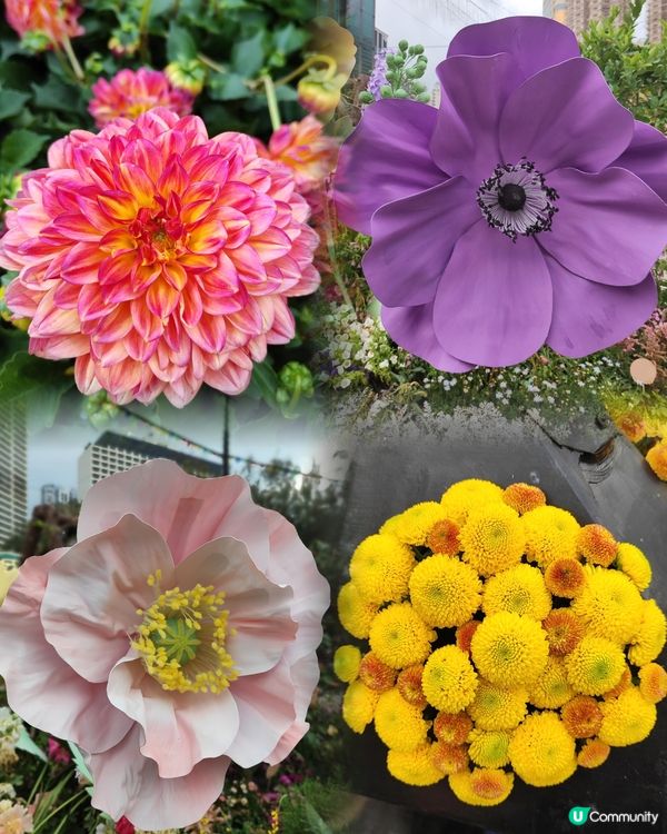 🌷我愛花花🌷之維園花展靚到爆！🌸💜