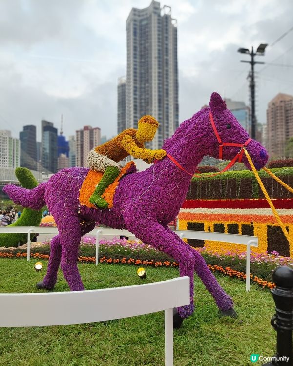 🌷我愛花花🌷之維園花展靚到爆！🌸💜