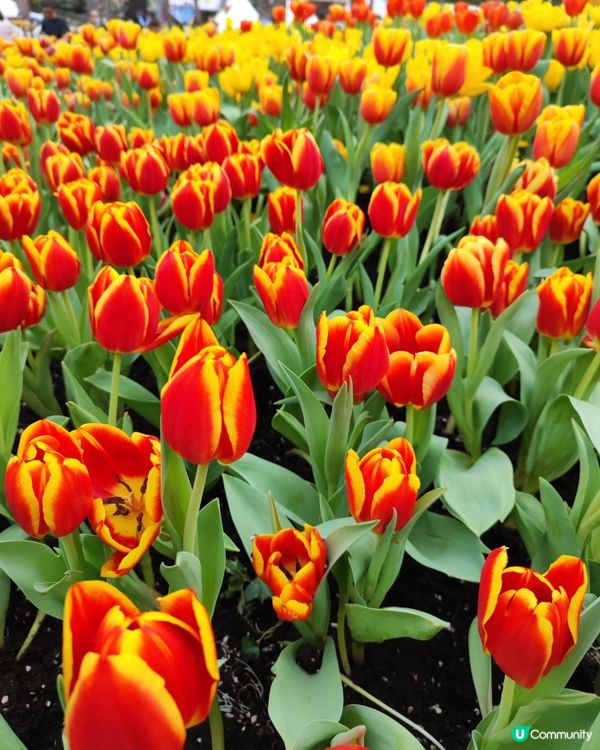 🌷我愛花花🌷之維園花展靚到爆！🌸💜