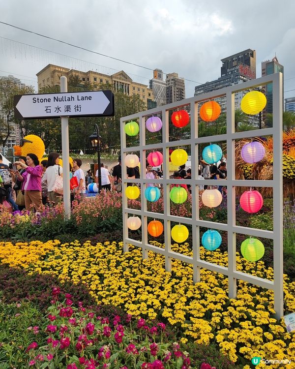 🌷我愛花花🌷之維園花展靚到爆！🌸💜