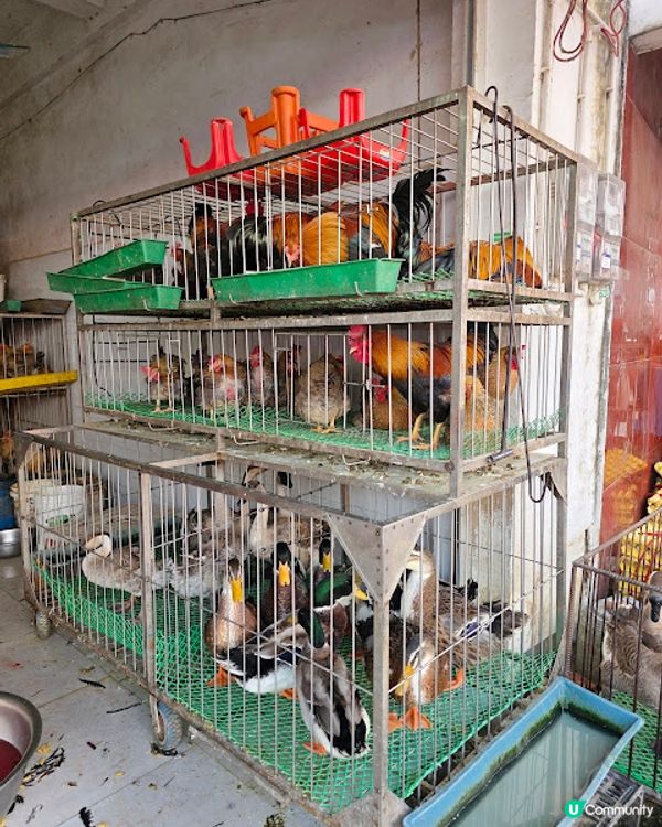 原來清遠好好玩 ~~ DAY 2 ( 英德茶莊採茶 X 趁墟掃貨 X 浸溫泉 ) @ 清遠新世界酒店 ( 清遠 )