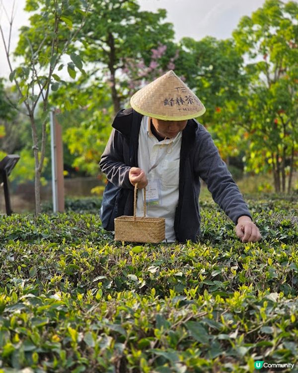 原來清遠好好玩 ~~ DAY 2 ( 英德茶莊採茶 X 趁墟掃貨 X 浸溫泉 ) @ 清遠新世界酒店 ( 清遠 )