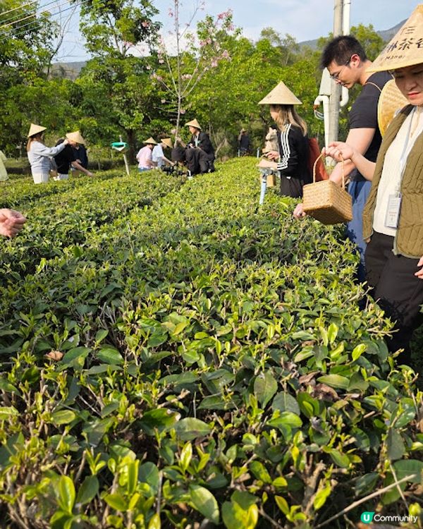 原來清遠好好玩 ~~ DAY 2 ( 英德茶莊採茶 X 趁墟掃貨 X 浸溫泉 ) @ 清遠新世界酒店 ( 清遠 )