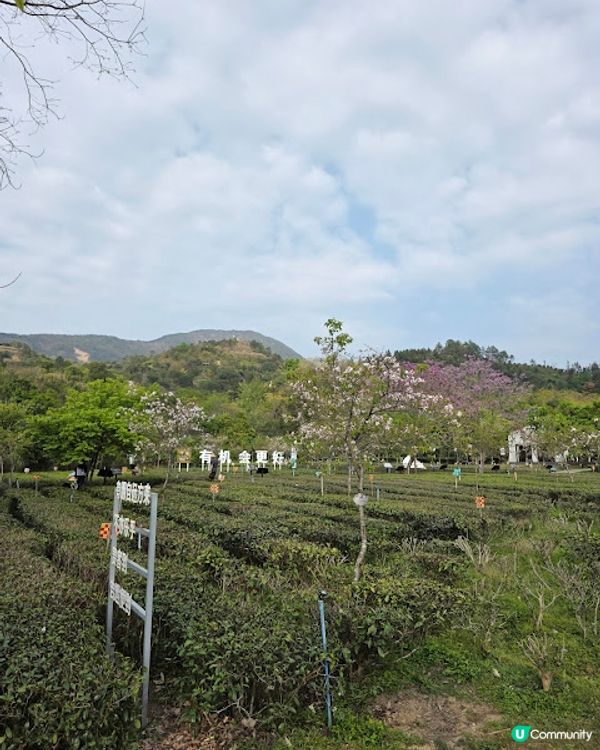原來清遠好好玩 ~~ DAY 2 ( 英德茶莊採茶 X 趁墟掃貨 X 浸溫泉 ) @ 清遠新世界酒店 ( 清遠 )